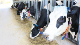 Şap Krizi S&uuml;t &Uuml;retimine Olumsuz Etki Yarattı