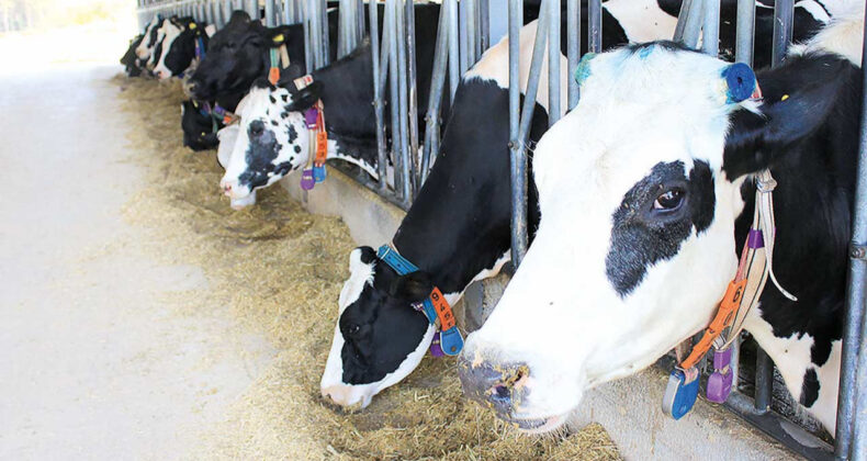 Şap Krizi Süt Üretimine Olumsuz Etki Yarattı