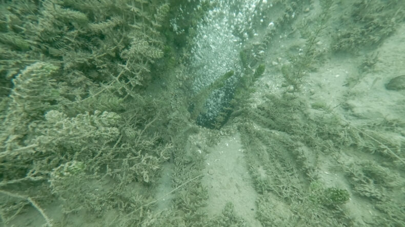 Sapanca G&ouml;l&uuml;'nde Endişe Yaratan Durum: Belediyeden A&ccedil;ıklama Geldi