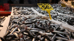 Su Sıcaklığı D&uuml;şm&uuml;yor, Hamsi Yer Değiştiriyor