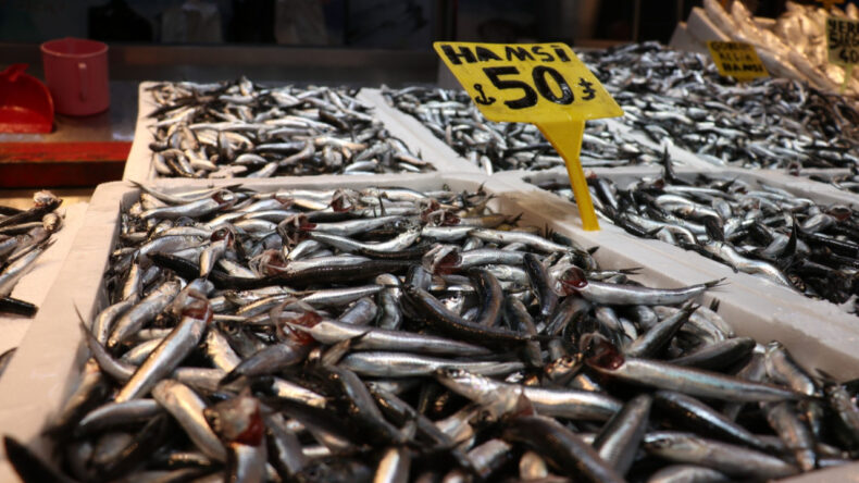 Su Sıcaklığı D&uuml;şm&uuml;yor, Hamsi Yer Değiştiriyor