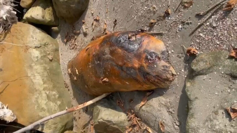 Tekirdağ'da Gizemli Deniz Canlısı Ortaya Çıktı: Ekipler Harekete Geçti