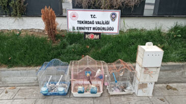 Tekirdağ&rsquo;da Ka&ccedil;ak Papağan Operasyonu