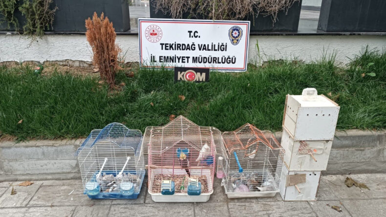Tekirdağ’da Kaçak Papağan Operasyonu