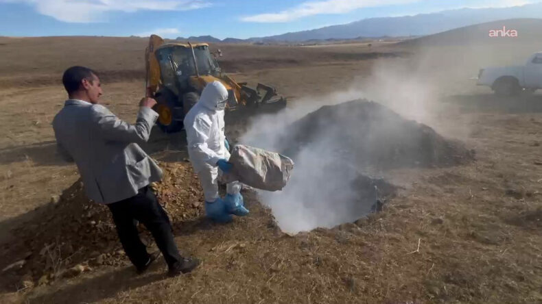 Tepki Çeken Uygulama: Hayvanlar Canlı Canlı Gömüldü