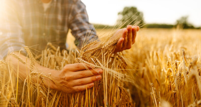 TMO 2026'da 3,5 milyon ton buğday alacak