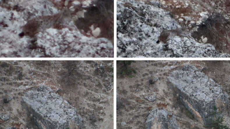 Tunceli'de Heyecan Verici Bir Tesadüf