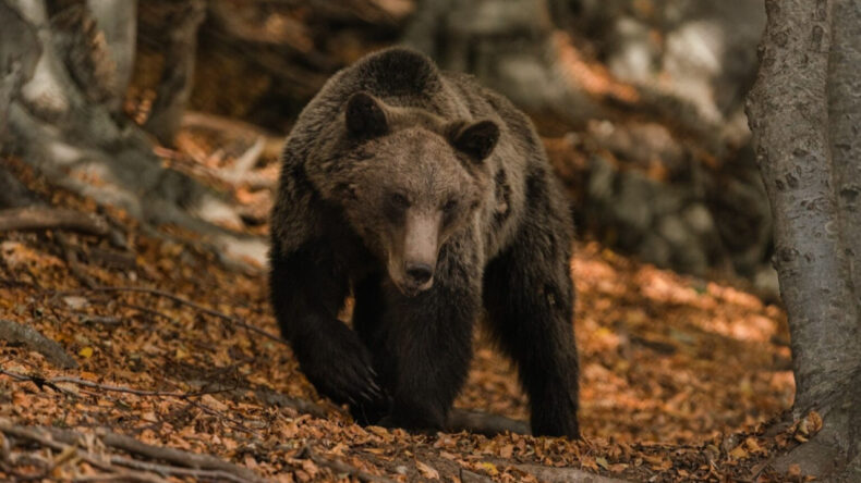 T&uuml;rk Turistlerin G&ouml;zdelerin Yunanistan'da 'Yırtıcı' Uyarısı