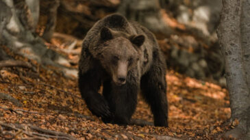 T&uuml;rk Turistlerin G&ouml;zdesi Yunanistan'da 'Yırtıcı' Alarmı