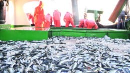 Türkiye, Akdeniz Genel Balıkçılık Komisyonu Başkanlığı'na Seçildi