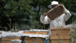 T&uuml;rkiye'de Bir &Uuml;r&uuml;n Daha Avrupa Birliği'nden Coğrafi İşaret Tescili Aldı