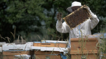 T&uuml;rkiye'de Bir &Uuml;r&uuml;n Daha Avrupa Birliği'nden Coğrafi İşaret Tescili Aldı