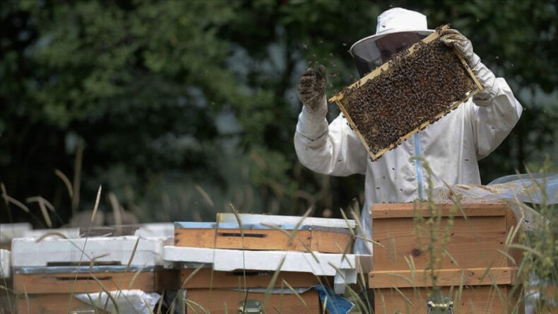 T&uuml;rkiye'de Bir &Uuml;r&uuml;n Daha Avrupa Birliği'nden Coğrafi İşaret Tescili Aldı