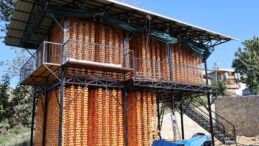 T&uuml;rkiye'deki &uuml;retimin y&uuml;zde 50'sini bu k&ouml;y sağlıyor: 7&rsquo;den 70&rsquo;e herkes hasatta