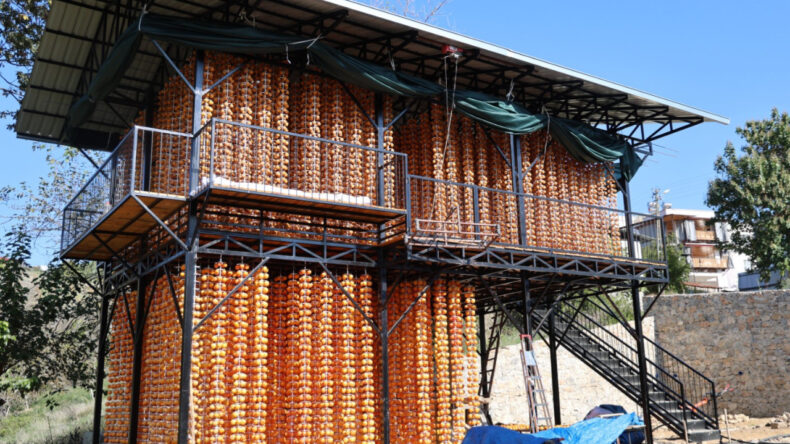 T&uuml;rkiye'deki &uuml;retimin y&uuml;zde 50'sini bu k&ouml;y sağlıyor: 7&rsquo;den 70&rsquo;e herkes hasatta