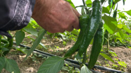 T&uuml;rkiye'nin Acı Biberi i&ccedil;in Hasat Zamanı: Acılık Değeri 50 Bin Scoville!