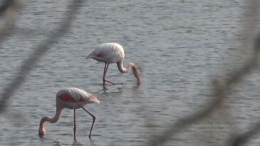 T&uuml;rkiye&rsquo;nin Tek Tapulu G&ouml;l&uuml;nde Kuş Ş&ouml;leni: Flamingolar Sahnede