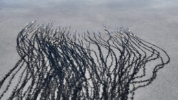 Tuzla Palas G&ouml;l&uuml;'nde Su Seviyesi ve Misafirler Arttı