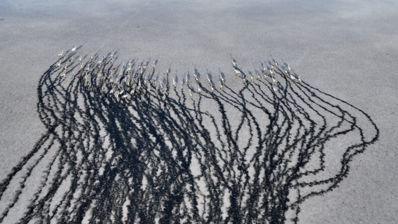 Tuzla Palas Gölü'nde Su Seviyesi ve Misafirler Arttı