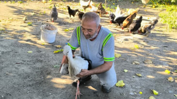 U&ccedil;amayan Leylek Yardım İ&ccedil;in Bah&ccedil;esine Geldi: Balıkla Besleyip Yetkililere Teslim Etti