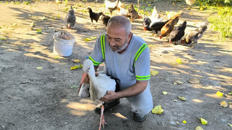 Uçamayan Leylek Yardım İçin Bahçesine Geldi: Balıkla Besleyip Yetkililere Teslim Etti