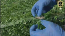 Uyuşturucuyu &Ccedil;imlerin Arasına Gizlemişler