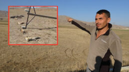 Van&rsquo;da Korkun&ccedil; G&ouml;r&uuml;nt&uuml;: Devrilen Elektrik Direği Yaban Hayvanlarını Telef Etti