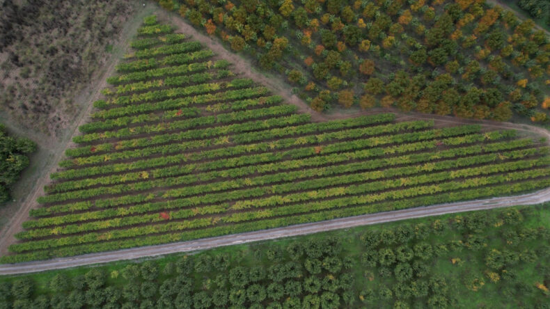 Verim Yüzde 80 Düştü, Hayal Kırıklığı Oldu