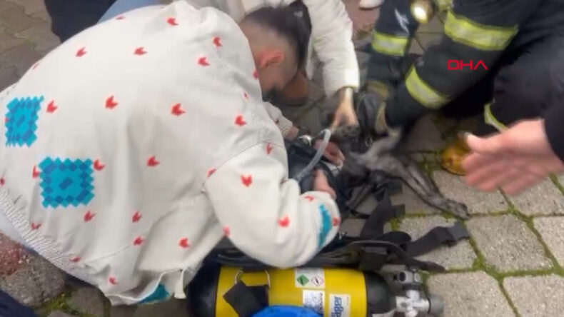 Yangında K&ouml;peklerden Biri Hayatını Kaybetti, Diğeri Kurtarıldı