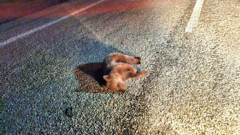 Yavru Ayı Yol Kenarında Ölü Olarak Bulundu