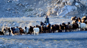 Yaylalardan D&ouml;n&uuml;ş Yolculuğu Başladı
