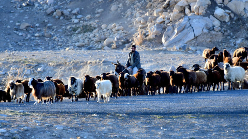 Yaylalardan D&ouml;n&uuml;ş Yolculuğu Başladı