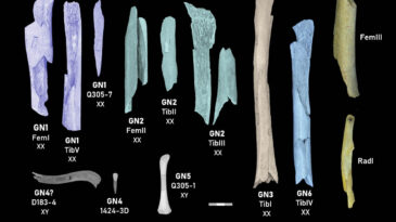 Yeni Araştırma: Neandertaller Rakip Grupların Kadın ve &Ccedil;ocuklarını Yemiş