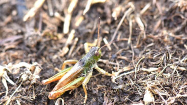 Yeni Bir &Ccedil;ekirge Cinsi Keşfedildi: Salmanihippus