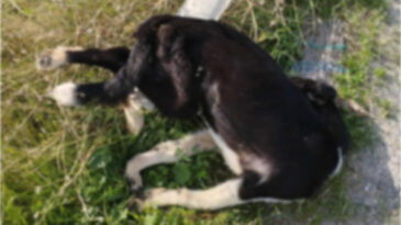 Yol Kenarında &Ccedil;ok Sayıda &Ouml;l&uuml; K&ouml;pek Tespit Edildi