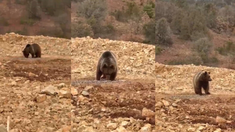 Yolda Karşılaştıkları Ayıya 'Hamsi' İkram Etti