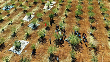 Zeytin ve Buğday Hasadında Umduğunu Bulamayan K&ouml;yl&uuml;ler Kazancı Onda Buldu