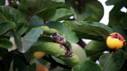 Zirai Don &Ccedil;ift&ccedil;ilerin Umutlarını Kırdı: 'Misafire Bile İkram Edemiyoruz'