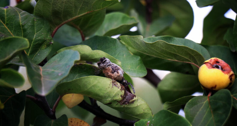 Zirai Don Çiftçilerin Umutlarını Kırdı: 'Misafire Bile İkram Edemiyoruz'