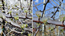 Zirai Don İçin 23 Milyar Liralık Tazminat Ödemesi