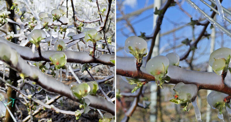 Zirai Don İçin 23 Milyar Liralık Tazminat Ödemesi