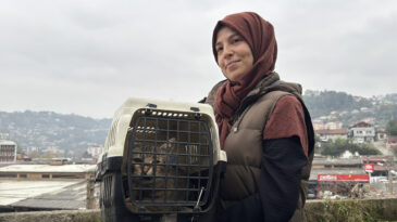 Zonguldak&rsquo;ta Kaybolan Kedi Mermi İle Yaralanmış Bulundu