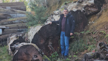 1183 Yaşındaki Porsuk Ağacı: Yanacakken Tarih Oldu