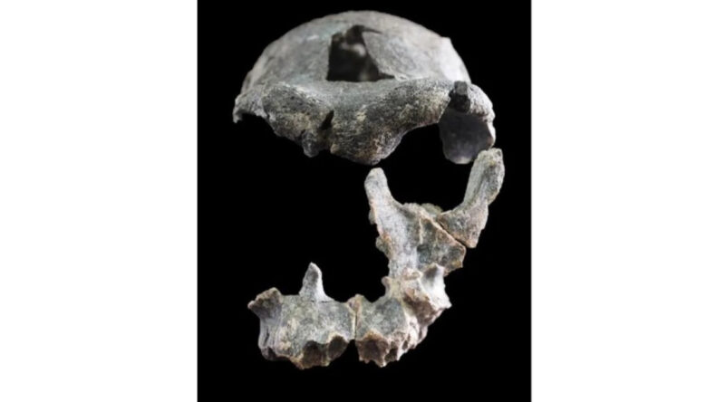 1,5 Milyon Yıllık Y&uuml;z Bi&ccedil;imleri Yeniden Değerlendiriliyor