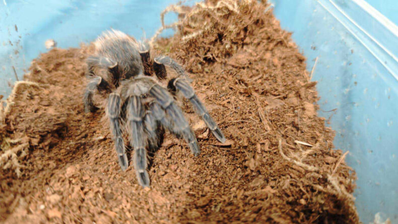 150 Tarantula Evde Ele Ge&ccedil;irildi