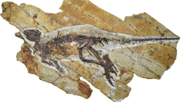 163 Milyon Yıllık Dinozor Fosili Keşfedildi: Boyu 70 cm