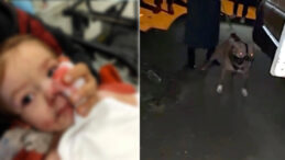 2 Kardeşe Saldıran Pitbull Daha &Ouml;nce 12 Kez Şikayet Edilmiş