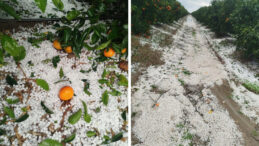 20 Dakikalık Dolu Yağışı Narenciye Bah&ccedil;elerini Vurdu