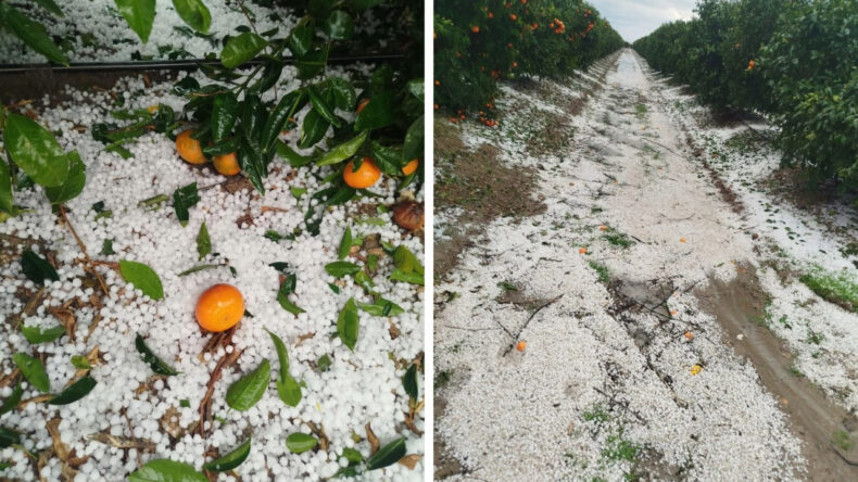 20 Dakikalık Dolu Yağışı Narenciye Bah&ccedil;elerini Vurdu