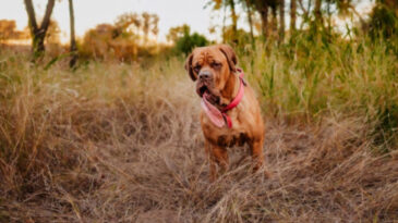 20 Santimetrelik Diliyle Guinness Rekorlar Kitabı'na Girdi